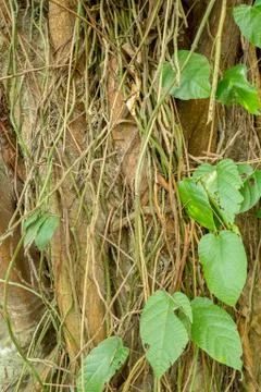 Tree texture in tropical forest Stock Photos
