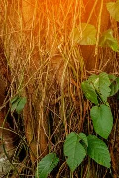 Tree texture in tropical forest Stock Photos