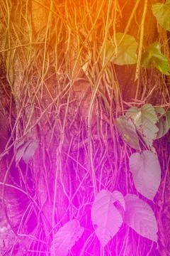 Tree texture in tropical forest Stock Photos