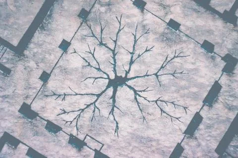 Tree texture in the wall Stock Photos