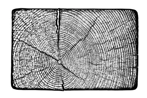Tree texture on white background Illustrazione stock