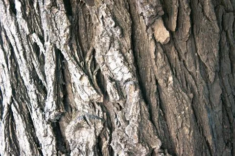 Tree textures Stock Photos