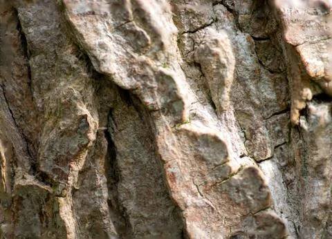 Tree textures 写真素材