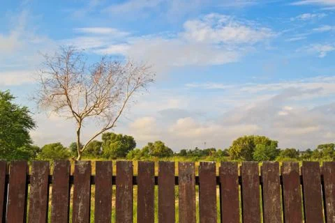 Tree at thai Stock Photos
