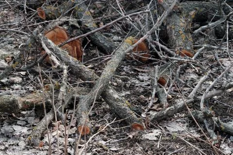 A tree with thick bark and finely cracked light brown wood Foto stock