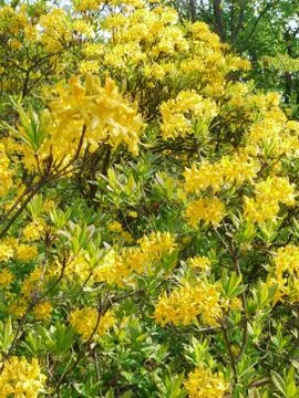 A tree with thick branches is colored by bright yellow flowers Stock Photos