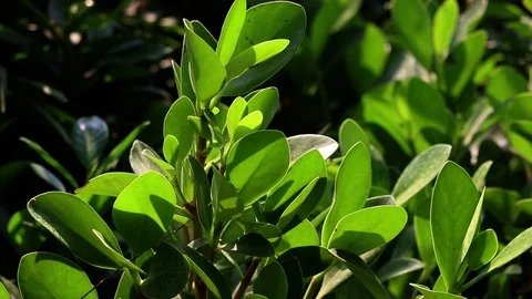 A Tree with Thick Leaves Vídeo Stock 107255573