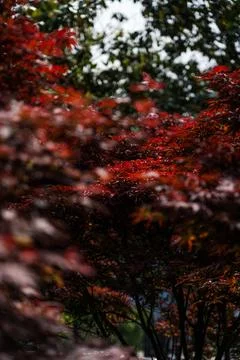 Tree with thick red leaves in a garden in Batumi, Georgia Stock Photos