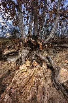 Tree with thick roots growing on the edge of a rocky cliff 库存照片