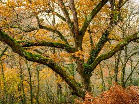 Tree with thick trunks Stock Photos