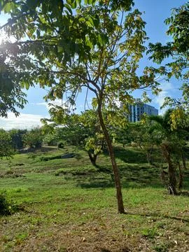 A Tree With Thin Branches + Multiple Trees At The Back In Sunrise Stock Photos