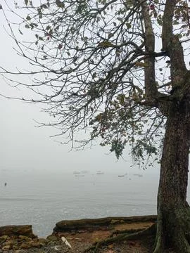 Tree with thin branches by the sea Stock Photos