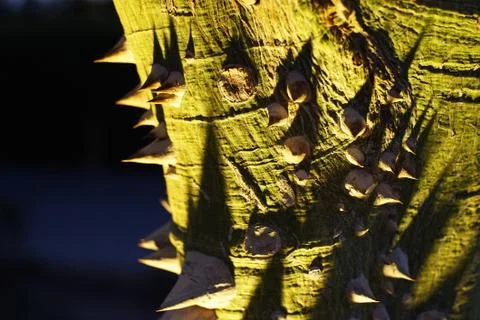 A tree with thorns Stock-Fotos