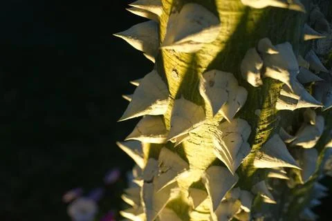 A tree with thorns Stock Photos