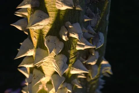 A tree with thorns Stock Photos