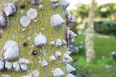 A tree with thorns Stock Photos