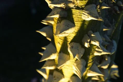 A tree with thorns Stock Photos