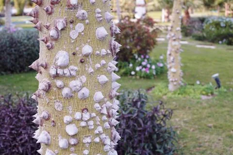 A tree with thorns Stock Photos