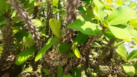 Tree Thorny but beautiful Video stock 237940864