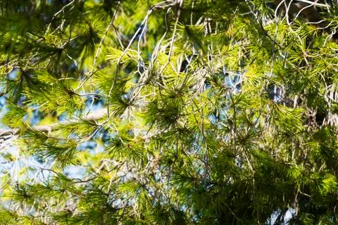 Tree with thorny branches closeup. Stock Photos