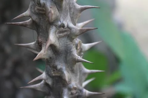 Tree thotns Stock Photos