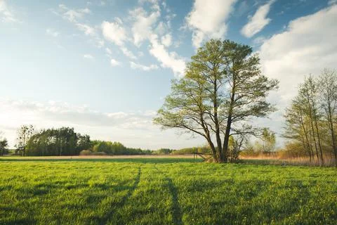 A tree with three trunks growing in a meadow. Stock Photos