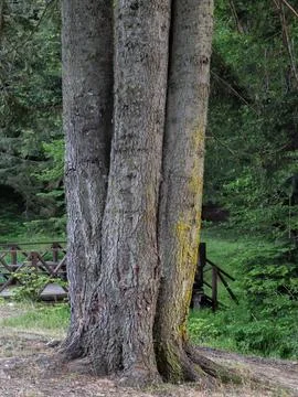 Tree with three trunks view Stock Photos