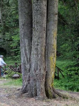 Tree with three trunks view Stock Photos