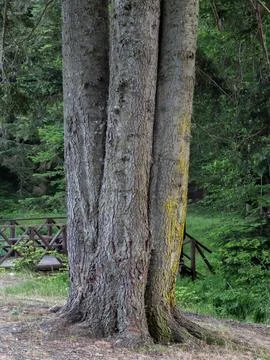 Tree with three trunks view Stock Photos