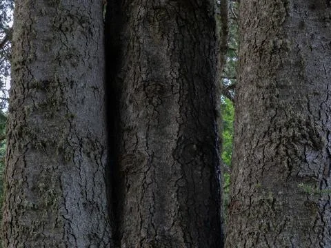 Tree with three trunks view Stock Photos