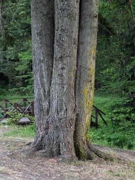 Tree with three trunks view Stock Photos