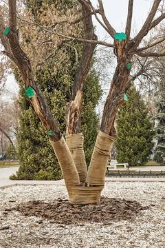 Tree with three trunks wrapped with a protective rope and mulched roots Stock Photos