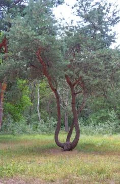 Tree is the throne of the forest king. Stock Photos