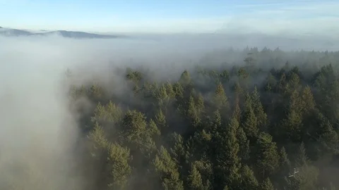 Tree through the clouds Stock Footage 115560920