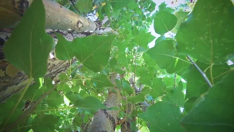 On a tree up through the green leaves Stock Footage 81071225