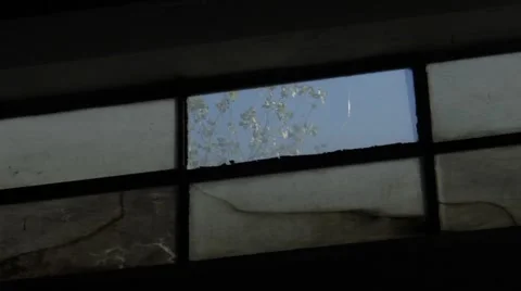A Tree Through A Little Factory Window. 動画素材 65087192