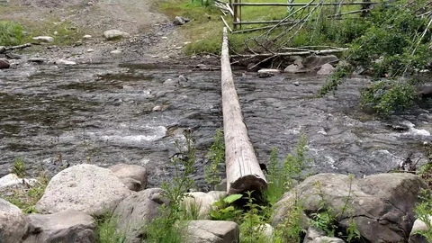 Tree through mountain river in forest conservation area Strong stream of a Stock Footage 116719028