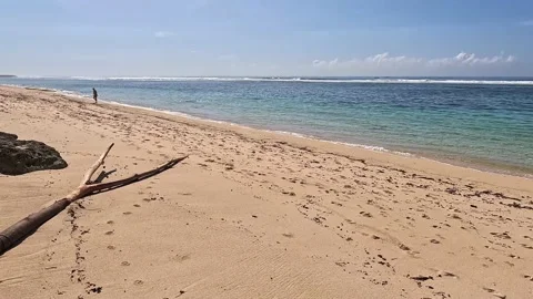 A tree thrown out of the ocean by the waves lies beautifully on an empty shore Stock Footage 227457400