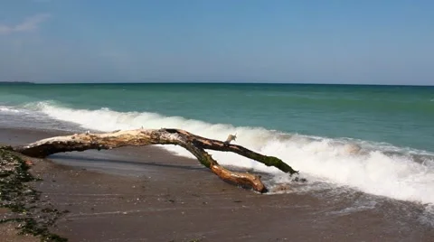 A tree thrown by the waves Stock-Footage 5088578
