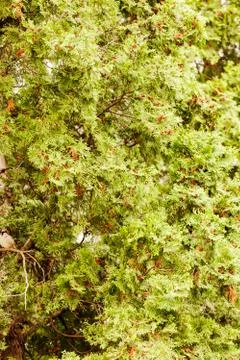 Tree thuja Stock Photos