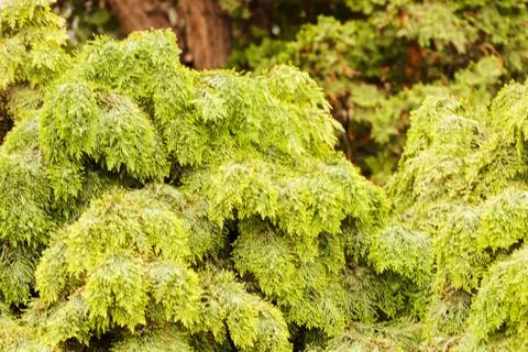 Tree thuja Stock Photos