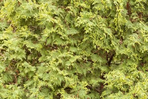 Tree thuja Stock Photos