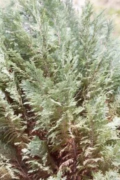 Tree thuja Stock Photos