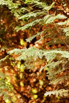 Tree thuja Foto stock
