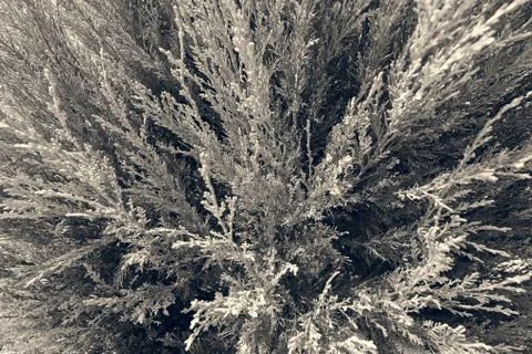 Tree thuja Stock Photos