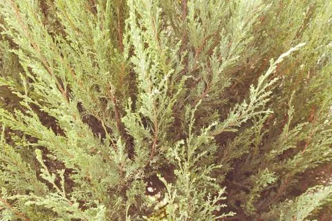 Tree thuja Stock Photos