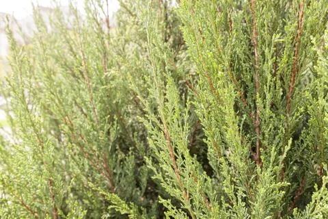 Tree thuja Stock Photos