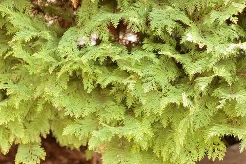 Tree thuja Foto stock