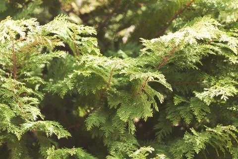 Tree thuja Stock Photos