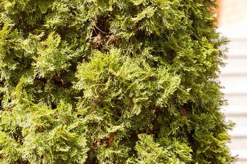 Tree thuja Stock Photos